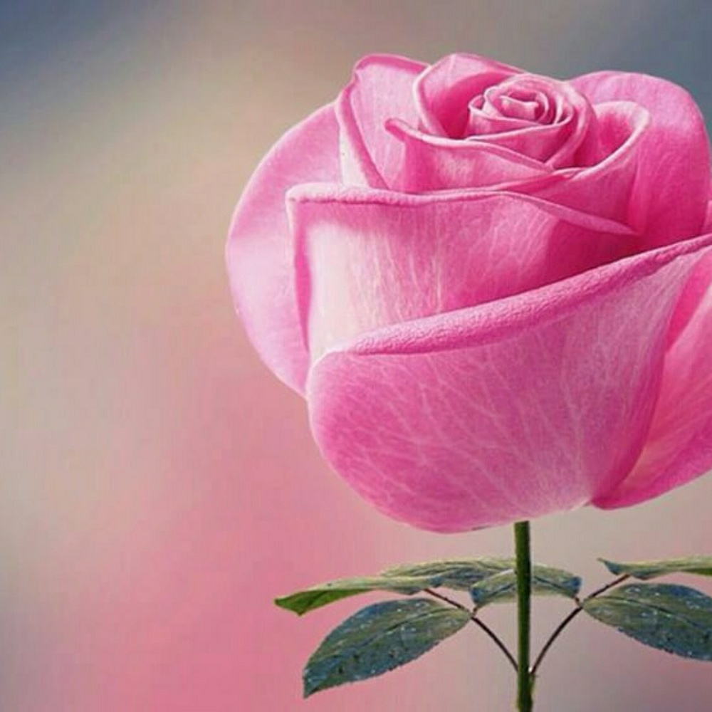 Meet your Posher, Rose